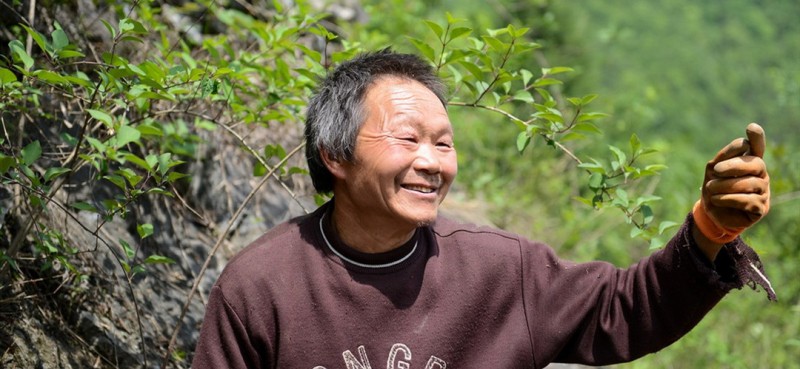 去年曾付学种植的连翘部分挂果已经获得了500多元收入，将来预计每年收入会超过3000元。曾付学对生活充满信心，他说古代有愚公移山，他也要学愚公造出一个“金山”来。