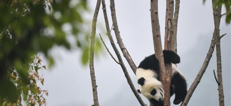 5月26日在中国大熊猫保护研究中心卧龙神树坪基地的“熊猫幼儿园”内拍摄的大熊猫。