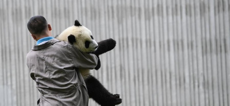 5月26日在中国大熊猫保护研究中心卧龙神树坪基地的“熊猫幼儿园”内拍摄的大熊猫。