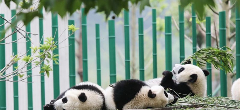 5月26日在中国大熊猫保护研究中心卧龙神树坪基地的“熊猫幼儿园”内拍摄的大熊猫。