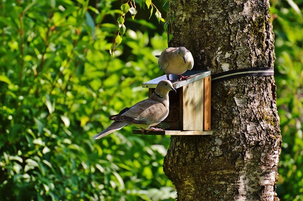 aviary-pigeons-birds-feather-162943_副本