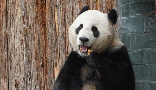 11月6日，在甲勿海大熊猫保护研究园，大熊猫“天天”在树上休息。 当日，在四川省阿坝藏族羌族自治州九寨沟县，甲勿海大熊猫保护研究园正式开园。园区内有四只从中国大熊猫保护研究中心借入的大熊猫“新新”“天天”“海海”“小礼物”。