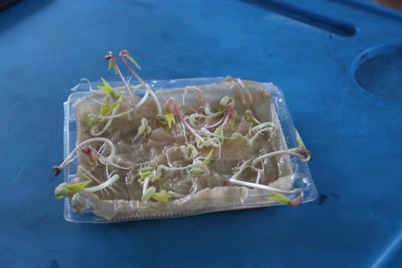 学生们成功培育的绿豆芽