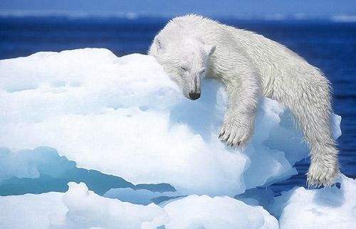北极熊的温暖夏天