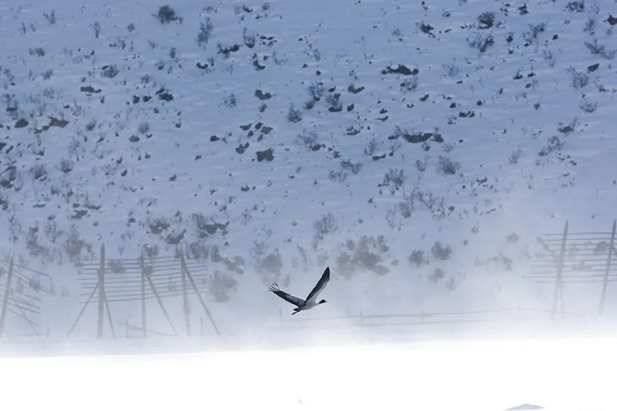 飞翔的黑颈鹤，云南迪庆纳帕海，2008年2月（首发/《中国摄影》 摄影／奚志农　采访／王江
）