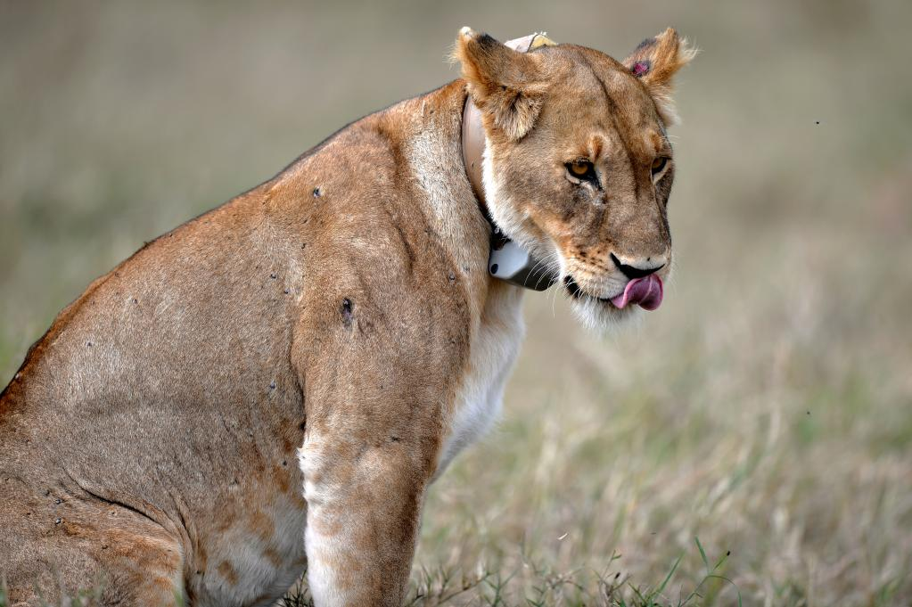2021年8月30日在肯尼亚马赛马拉国家保护区拍摄的狮子。　　新华社记者董江辉 摄