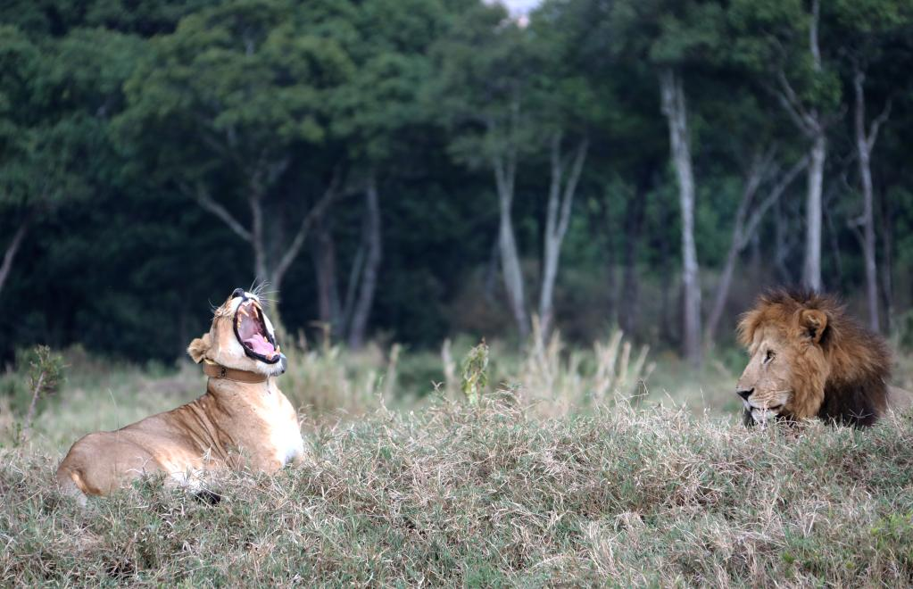 2021年8月30日在肯尼亚马赛马拉国家保护区拍摄的狮子。　　新华社记者董江辉 摄