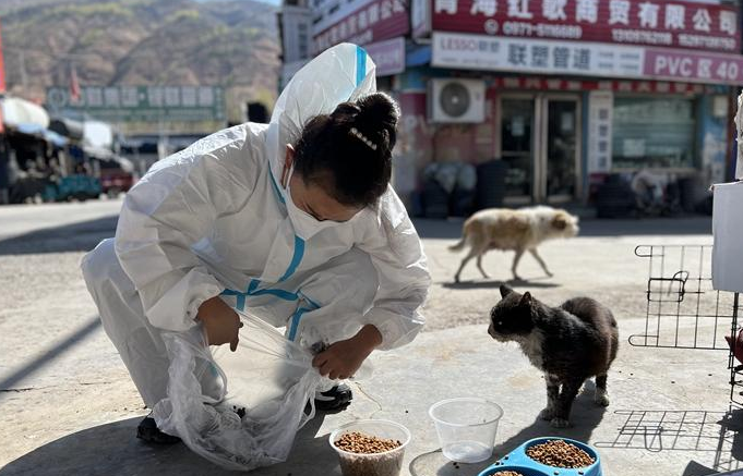 救助流浪猫