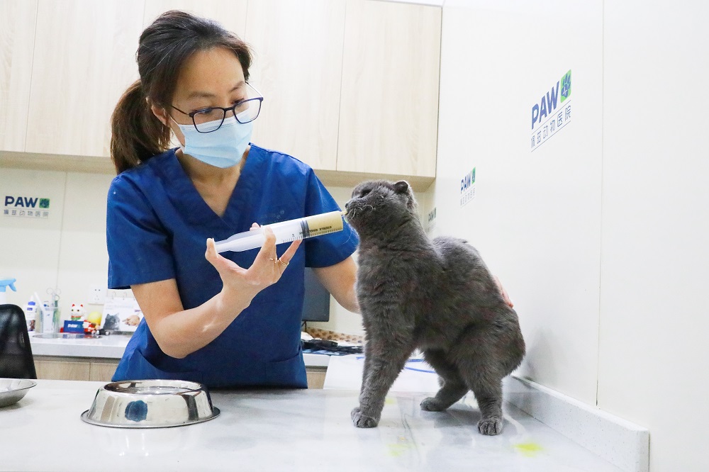 5月9日，在上海市黄浦区青莲街的宠物医院内，虞喆照顾宠物猫吃流食。图片来源：中国日报 记者朱兴鑫 摄