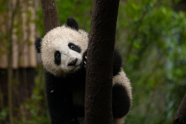 图怪兽_简约大气贵州文明旅游宣传海报(1)
