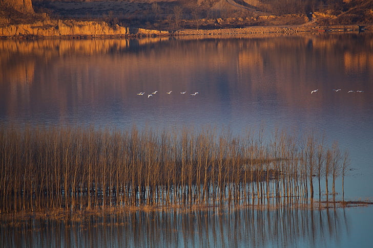 swan-twilight-yellow-river-swans-preview