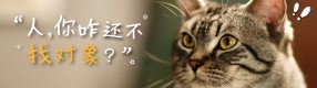 不敢爱的年轻人，却给宠物找对象？
